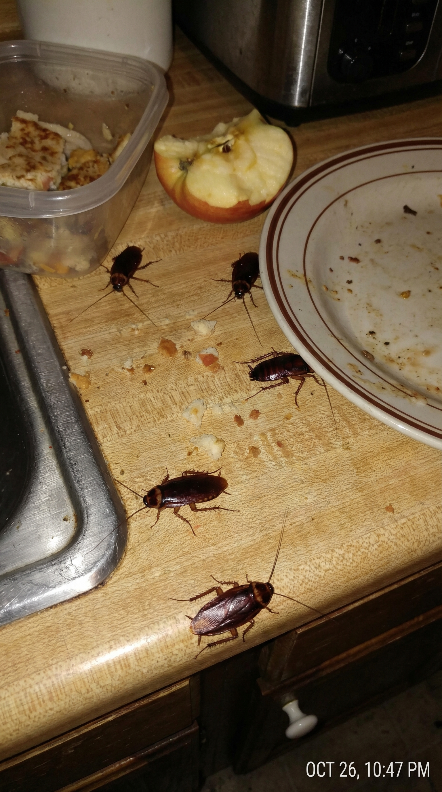 Cockroach Invasion